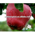 Huaniu apple/ China huaniu apple/Red delicious apple